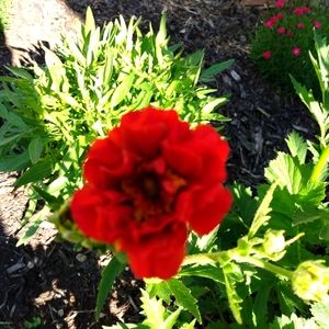 Meet your Posher, Bridget